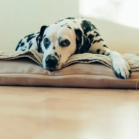Lägenhet Hundefreundliches H1 008