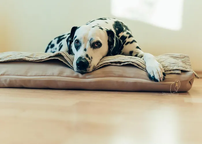 Apartman Hundefreundliches H1 008